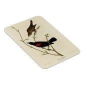 Rode Blackbird - Amerikaanse vogels van Audubon Magneet (Rechterzijde)