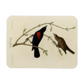 Rode Blackbird - Amerikaanse vogels van Audubon Magneet (Horizontaal)