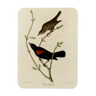 Rode Blackbird - Amerikaanse vogels van Audubon Magneet