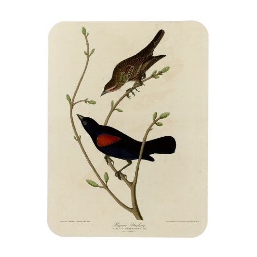 Rode Blackbird - Amerikaanse vogels van Audubon Magneet (Verticaal)