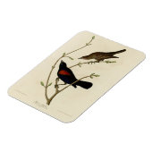 Rode Blackbird - Amerikaanse vogels van Audubon Magneet (Linkerzijde)