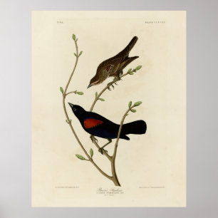 Rode Blackbird - Amerikaanse vogels van Audubon Poster