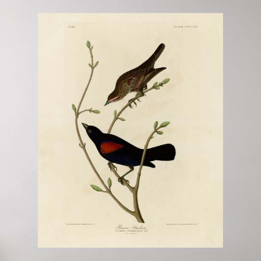 Rode Blackbird - Amerikaanse vogels van Audubon Poster (Voorkant)