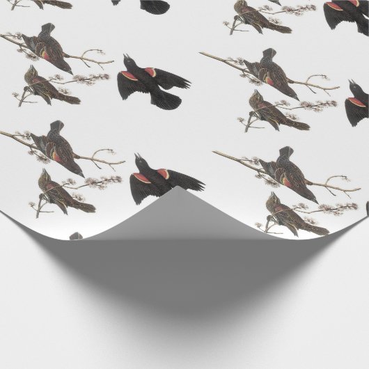 Rode Blackbird van Audubon Cadeaupapier (Hoek)