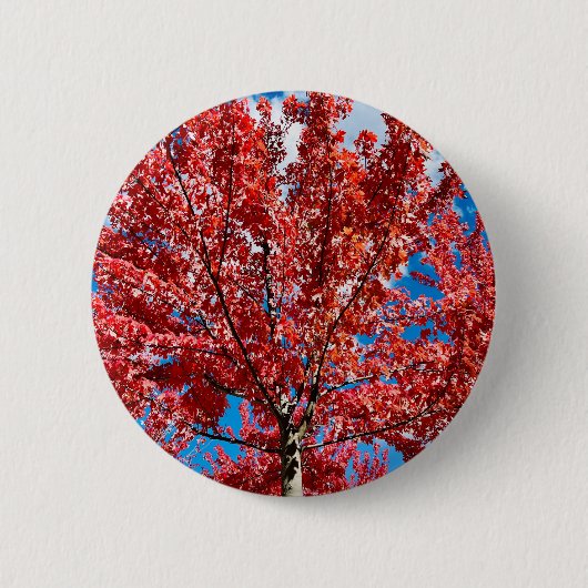 Rode bladboom in de Herfst Ronde Button 5,7 Cm (Voorkant)