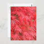 Rode bladeren briefkaart (Voorkant / Achterkant)