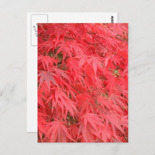 Rode bladeren briefkaart (Voorkant / Achterkant)