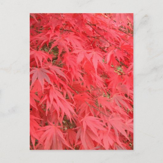 Rode bladeren briefkaart (Voorkant)