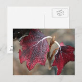 Rode bladeren briefkaart (Voorkant / Achterkant)
