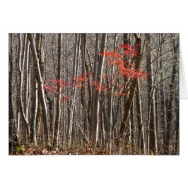 Rode bladeren in het bos