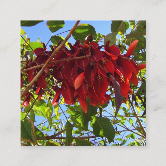 rode bladeren omhullingskaart informatiekaartje (Voorkant)