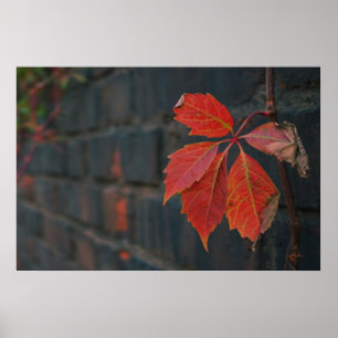 Rode bladeren Poster