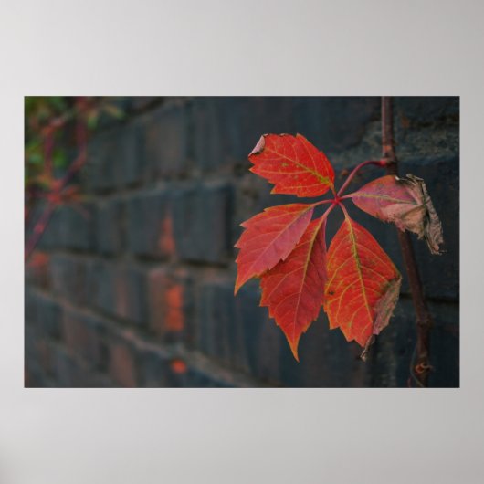 Rode bladeren Poster (Voorkant)