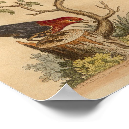  rode blauwdruk poster (Hoek)