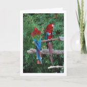 Rode Blauwe En Groene Papegaaien Kaart (Voorkant)