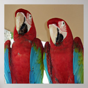 Rode, blauwe, groene Macaws (papegaaien) Poster