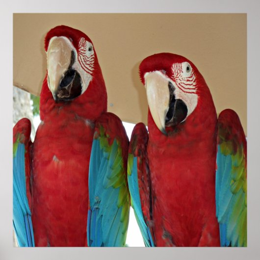Rode, blauwe, groene Macaws (papegaaien) Poster (Voorkant)