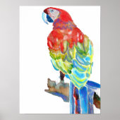 Rode Blauwe Macaw Parrots Parrot Waterverf Poster (Voorkant)