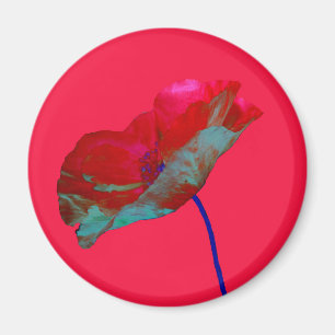 Rode blauwe papaver op lichtroze magneet