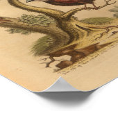  rode blauwe vlinders afdrukken poster (Hoek)