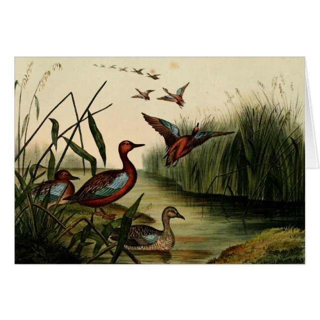 Rode Blauwgroen eend (Voorkant Horizontaal)