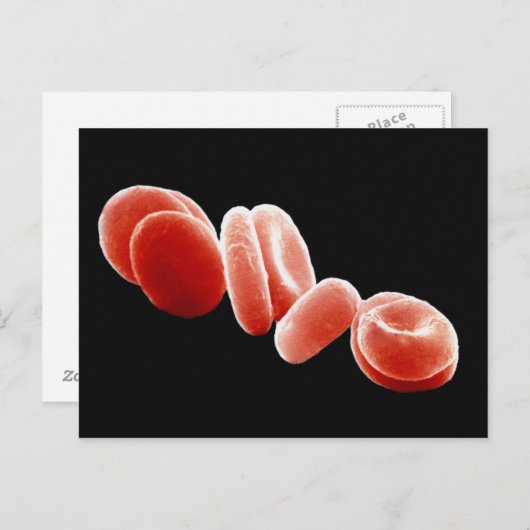 Rode bloedcellen briefkaart (Voorkant / Achterkant)