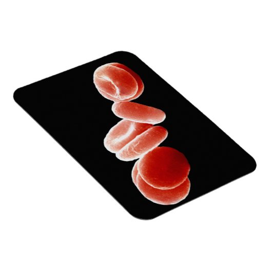 Rode bloedcellen magneet (Rechterzijde)