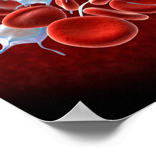 rode bloedcellen met leukocyten poster (Hoek)