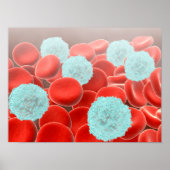rode bloedcellen met witte bloedcellen poster (Voorkant)