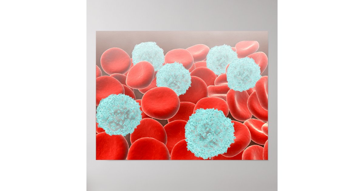 rode bloedcellen met witte bloedcellen poster Zazzle.nl