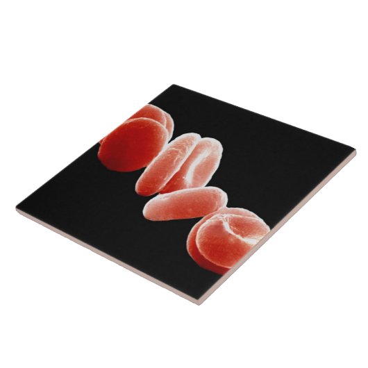 Rode bloedcellen tegeltje (Zijkant)