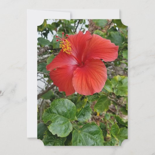 Rode Bloedweddenschappen Kaart (Achterkant)