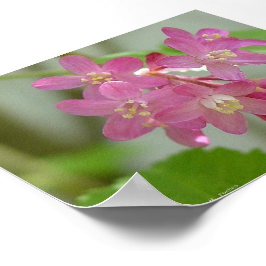 Rode bloei poster (Hoek)