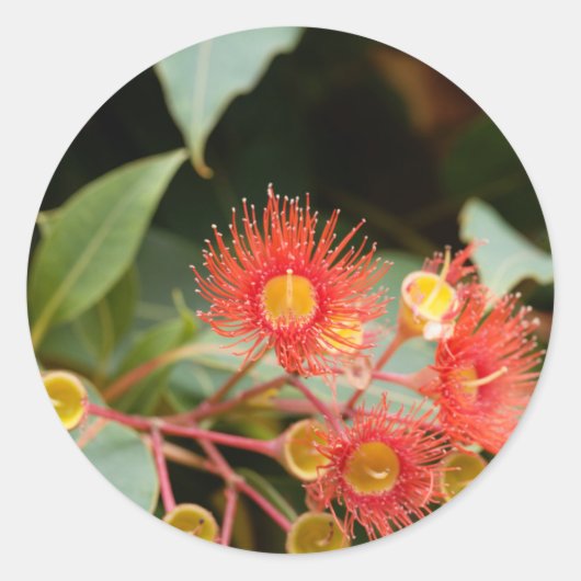 Rode bloeiende gom (Corymbia ficifolia) Ronde Sticker (Voorkant)