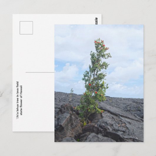 Rode Bloeiende Ohia Boom Groeien in Lava Field Briefkaart (Voorkant / Achterkant)