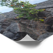 Rode Bloeiende Ohia Boom Groeien in Lava Field Poster (Hoek)