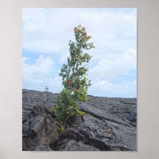 Rode Bloeiende Ohia Boom Groeien in Lava Field Poster (Voorkant)