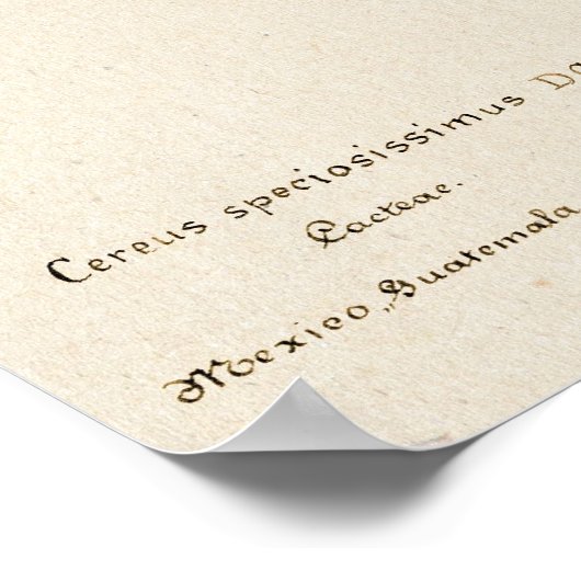 Rode Bloem Cactus Botanische Kunst Poster (Hoek)