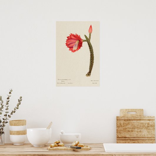 Rode Bloem Cactus Botanische Kunst Poster (Keuken)
