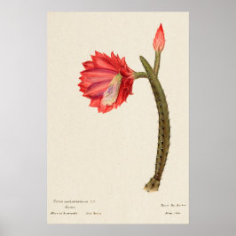 Rode Bloem Cactus Botanische Kunst Poster