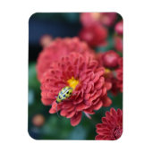 Rode Bloem Natuur Fotografie Beetle Insect Bug Magneet (Verticaal)