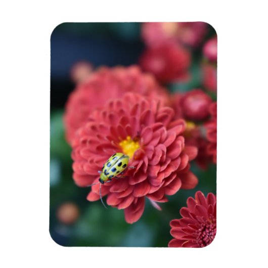 Rode Bloem Natuur Fotografie Beetle Insect Bug Magneet (Verticaal)