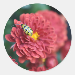 Rode Bloem Natuur Fotografie Beetle Insect Bug Ronde Sticker