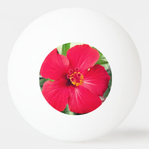 Rode bloem van Hibiscus Rosa-sinensis Pingpongbal