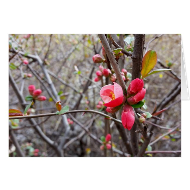 rode bloemen (Voorkant Horizontaal)