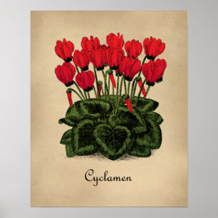 Rode bloemen Botanisch Poster -  Cyclamen