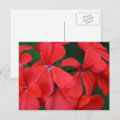 rode bloemen briefkaart (Voorkant / Achterkant)