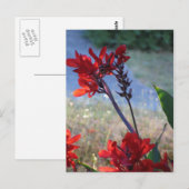 Rode bloemen briefkaart (Voorkant / Achterkant)