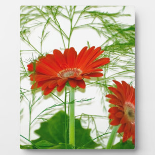 Rode Bloemen Fotoplaat