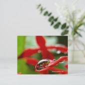 Rode bloemen in een regendruppel briefkaart (Staand voorkant)
